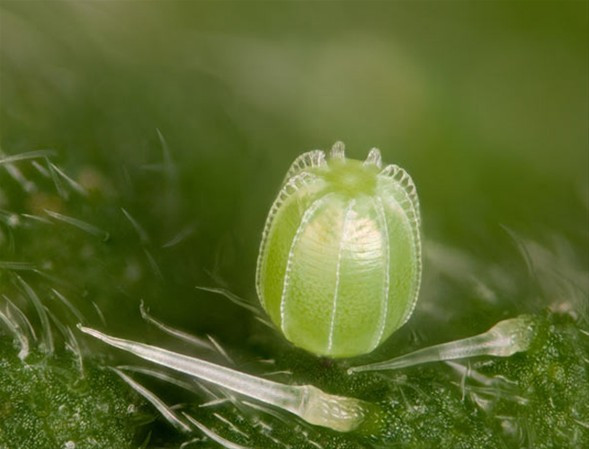 Mikroskobik dünyanın en iyi fotoğrafları