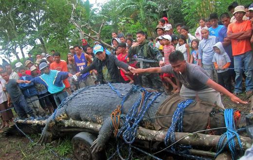 Filipinlerde dev timsah yakalandı
