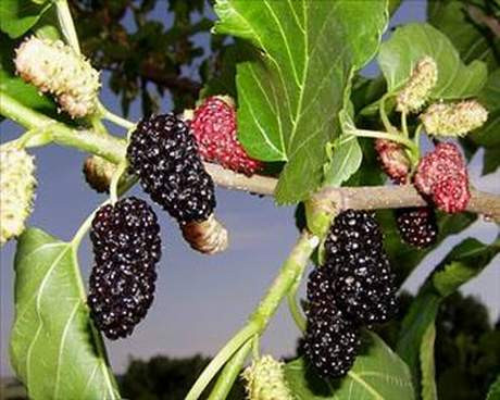 14 sağlıklı gıda