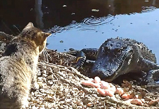 Kedi timsahı rezil etti !