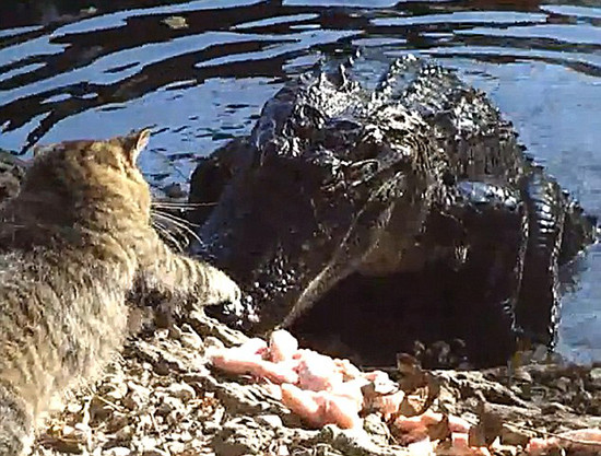 Kedi timsahı rezil etti !