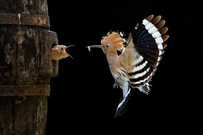Dünya Fotoğraf Ödülleri sahiplerini buldu