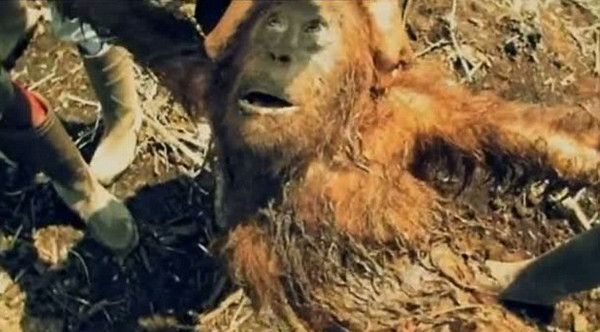 Bu görüntüler içinizi acıtacak