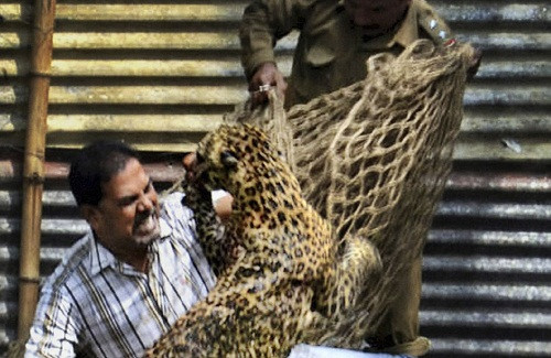 Leoparın ağzından aldı