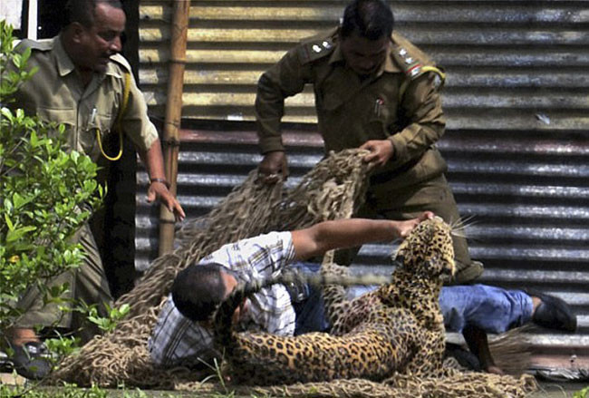 Leoparın ağzından aldı