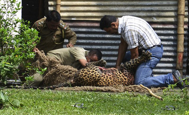 Leoparın ağzından aldı