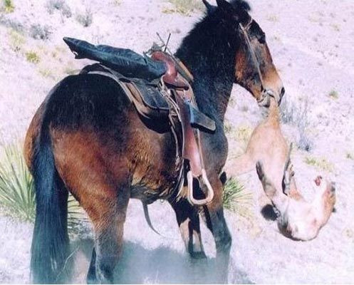 Aslan, katırı kızdırınca ölüm kaçınılmaz oldu