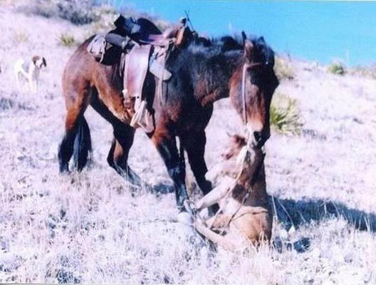 Aslan, katırı kızdırınca ölüm kaçınılmaz oldu