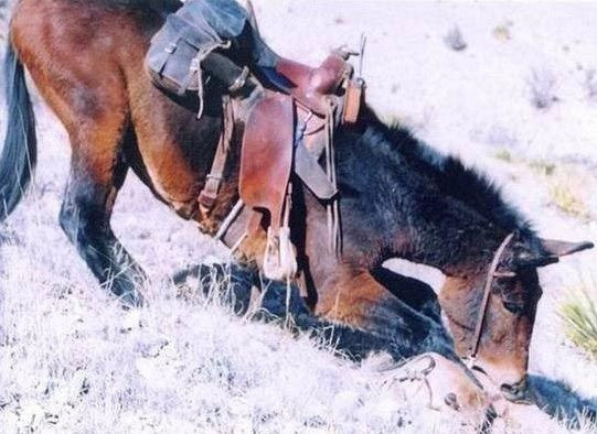 Aslan, katırı kızdırınca ölüm kaçınılmaz oldu