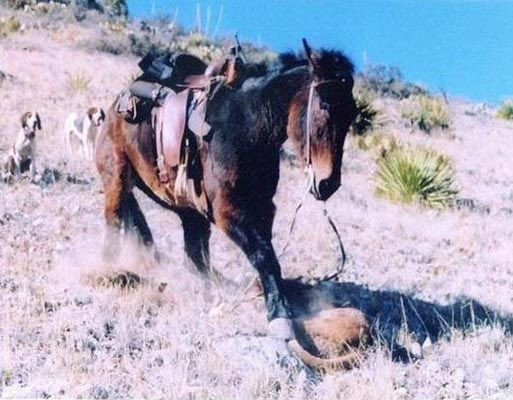 Aslan, katırı kızdırınca ölüm kaçınılmaz oldu