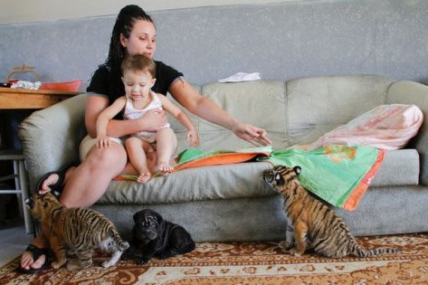 Rus anne evinde iki kaplan besliyor