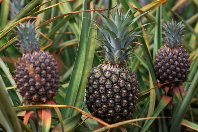 Ananas'ın faydaları