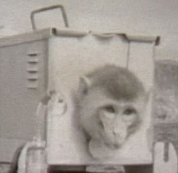 60 yıllık sır deney ortaya çıktı