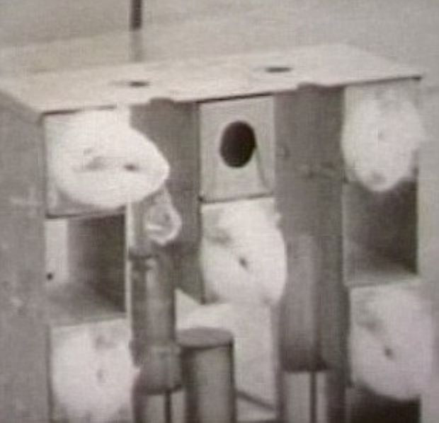 60 yıllık sır deney ortaya çıktı