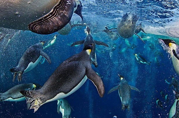 2012 Veolia Doğa Fotoğrafları