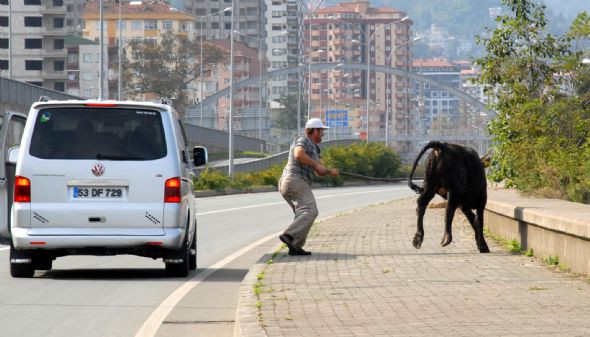 Yüzdü yüzdü boğa yüzdü !