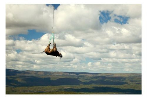Gergedanlar helikopterle taşındı
