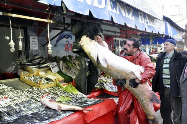 Dev turna balığı yakalandı