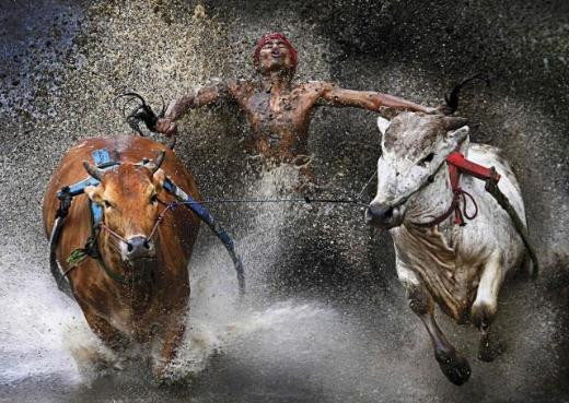 Dünya Basın Fotoğrafları 2012