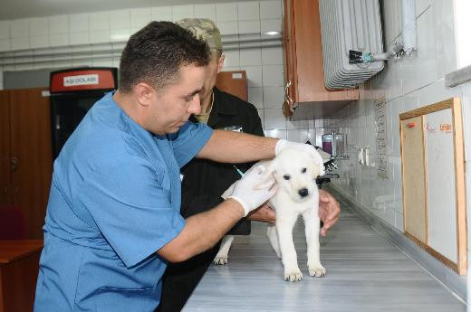 En çok veterinerler iş buldu