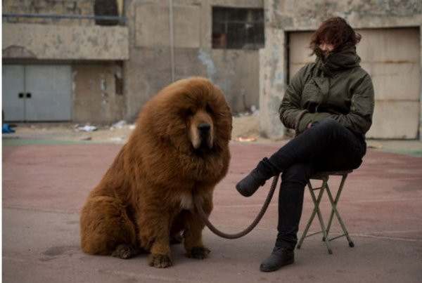 750 bin dolarlık köpekler!