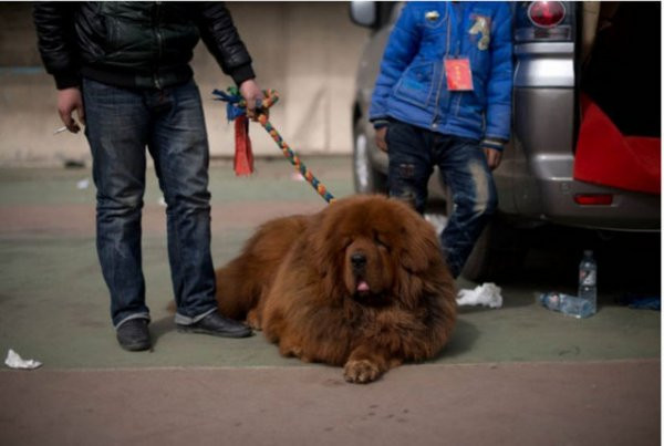 750 bin dolarlık köpekler!