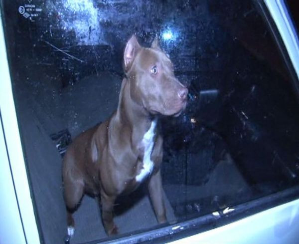 Polislerin pitbull dehşeti
