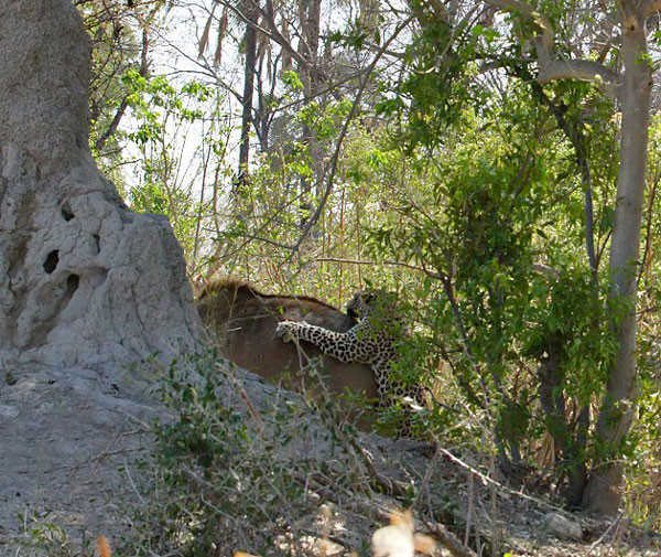 Leoparın müthiş taktiği