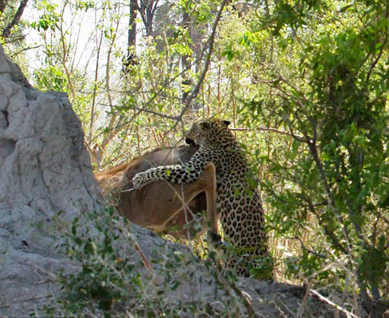 Leoparın müthiş taktiği