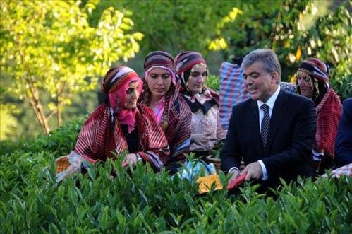 Cumhurbaşkanı Gül, Rizede çay topladı