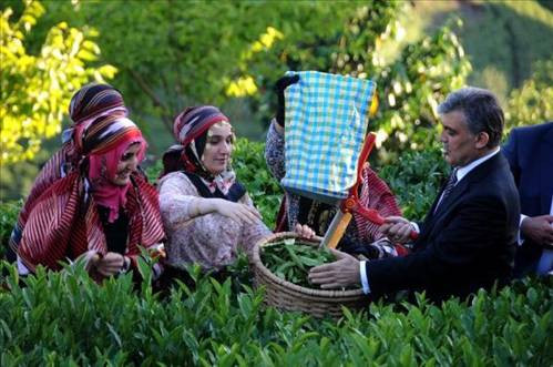 Cumhurbaşkanı Gül, Rizede çay topladı