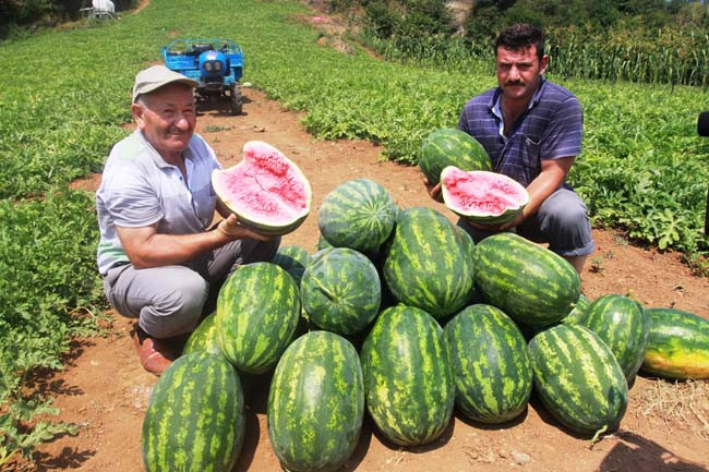 Bu meyveler kanser düşmanı