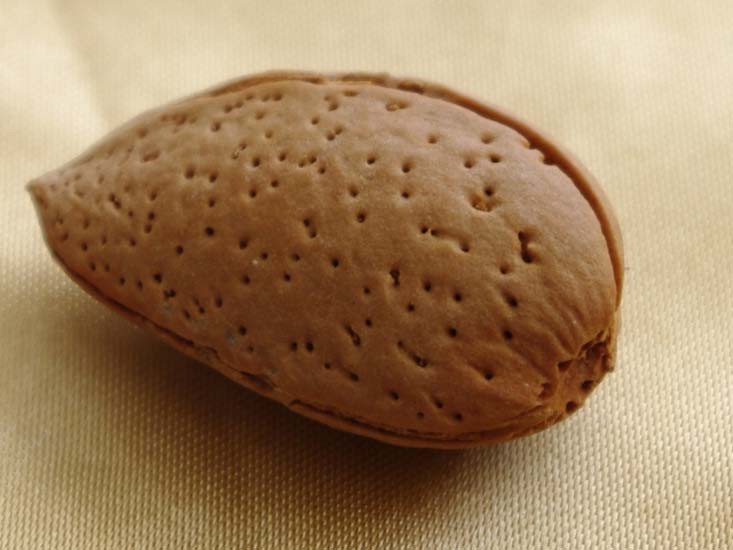 Bademin bilinmeyen faydaları