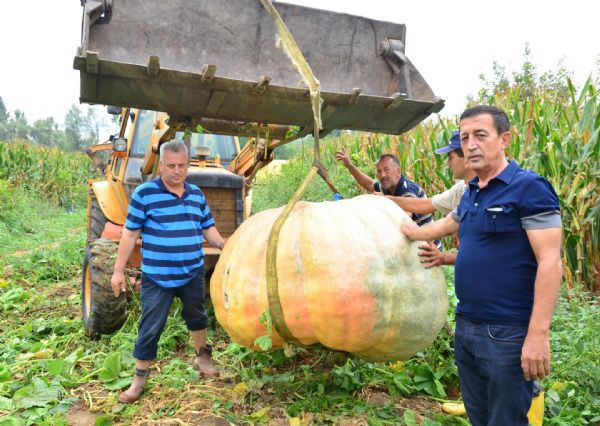 Dev kabaklar hasat edildi