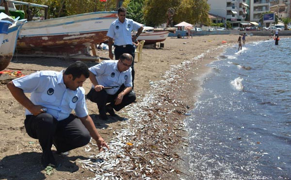 Dikilide tonlarca ölü balık denize döküldü