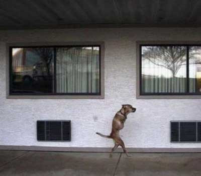 Bu köpek insan gibi yürüyor!