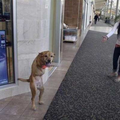 Bu köpek insan gibi yürüyor!