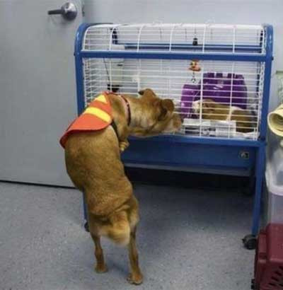 Bu köpek insan gibi yürüyor!