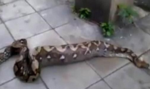 Köpeği tek lokmada yuttu!