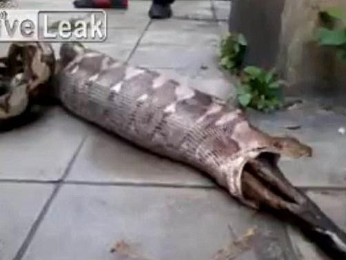 Köpeği tek lokmada yuttu!