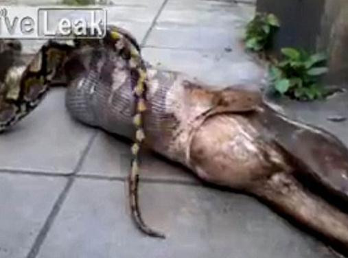 Köpeği tek lokmada yuttu!