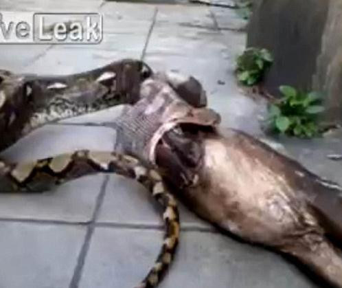 Köpeği tek lokmada yuttu!