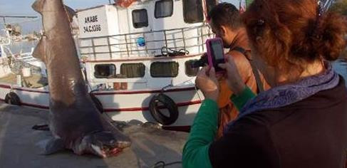 Marmarada ağlara köpekbalığı takıldı
