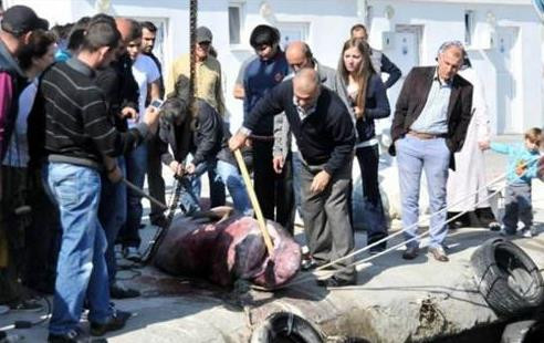 Marmarada ağlara köpekbalığı takıldı