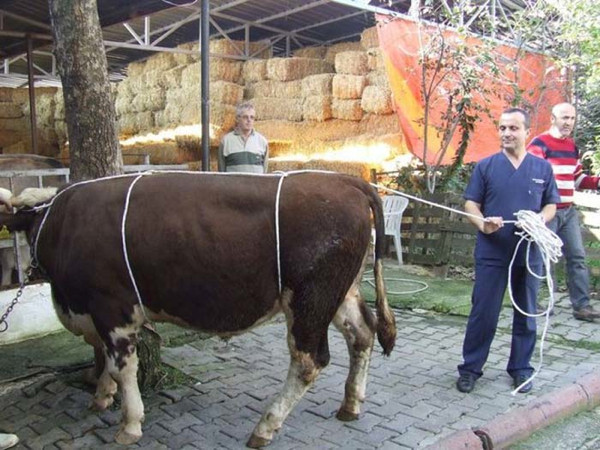 Usulüne uygun kurban kesim yöntemi