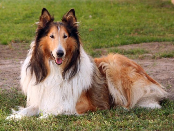 Çocuklarla en iyi anlaşan 10 köpek türü