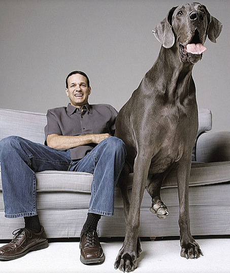 Dünyanın en uzun köpeği 8 yaşında öldü