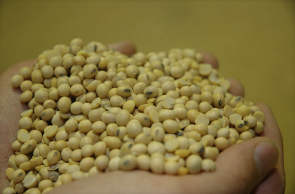 İşte Omega-3 kaynağı besinler