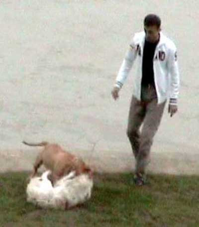 Sokak ortasında pitbull vahşeti