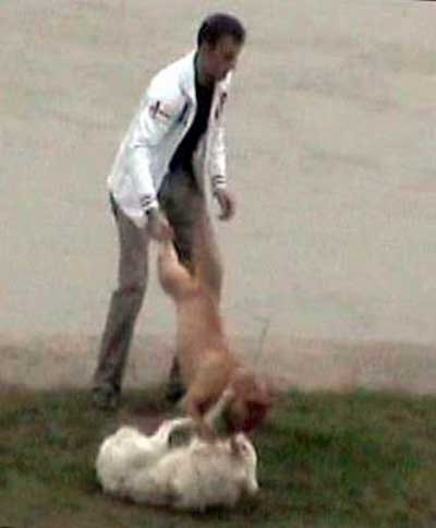 Sokak ortasında pitbull vahşeti